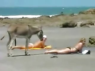 Donkey at the beach (funny)